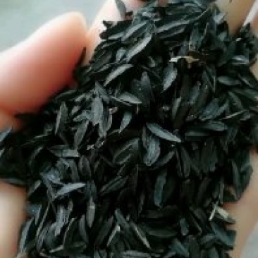 知母种子