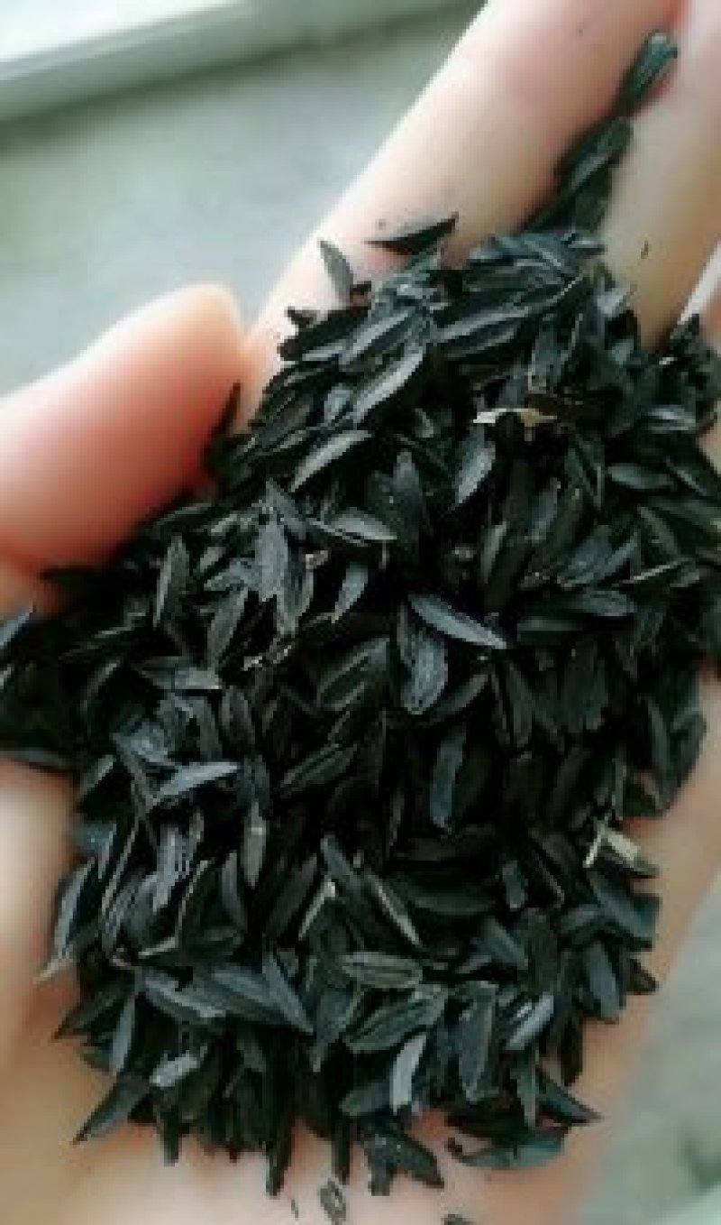 知母种子