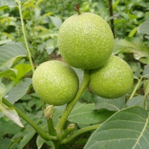 核桃苗