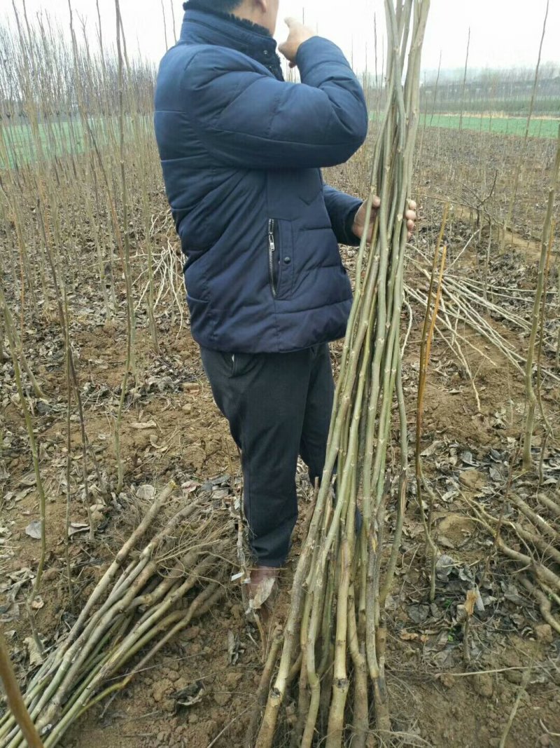 核桃苗