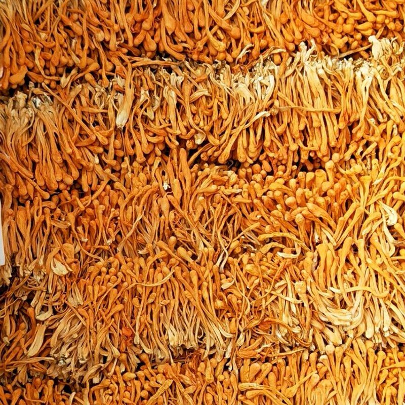 虫草花食用虫草花一袋500克一斤无条件退货