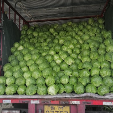 甘蓝大量上市！
