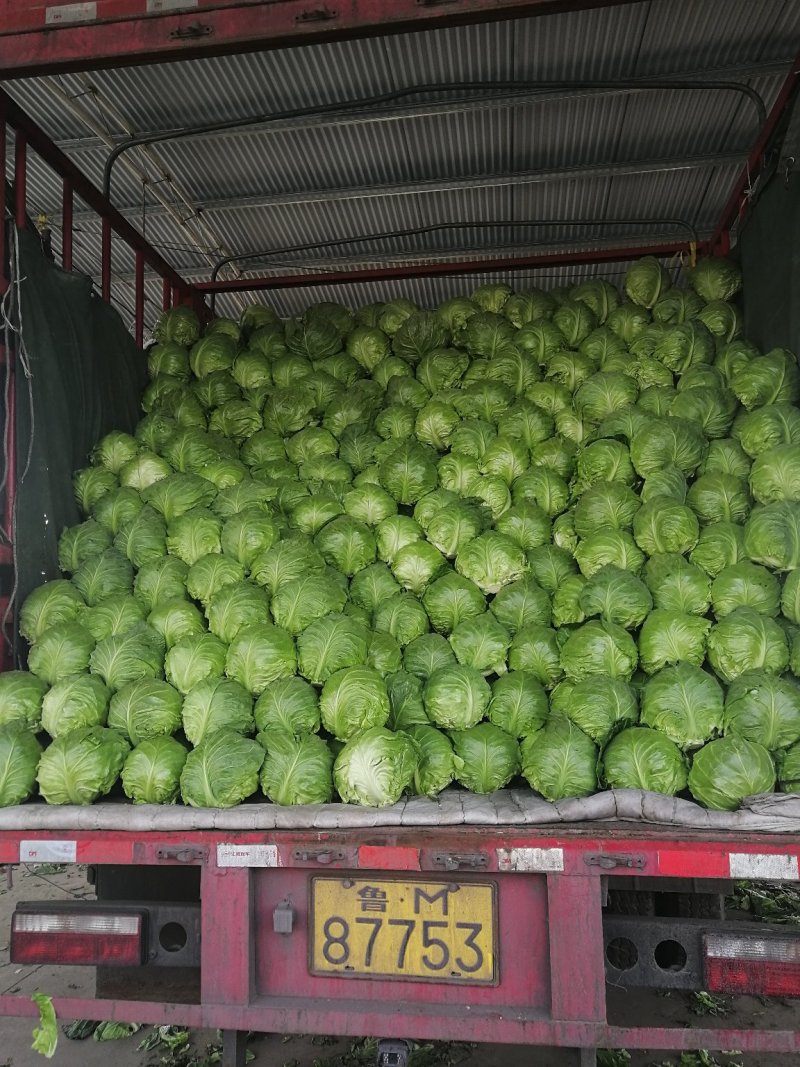 甘蓝大量上市！