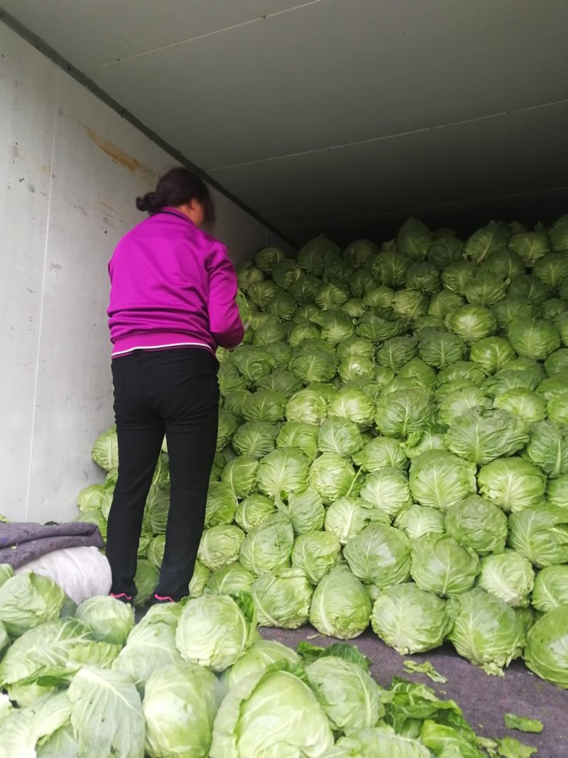 甘蓝大量上市！