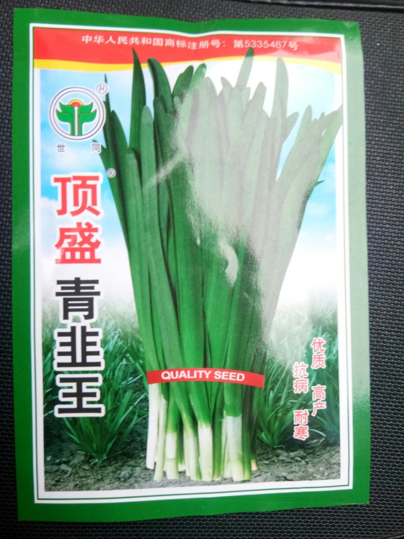大叶韭菜种子韭菜种子
