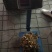 多芽重楼块茎苗