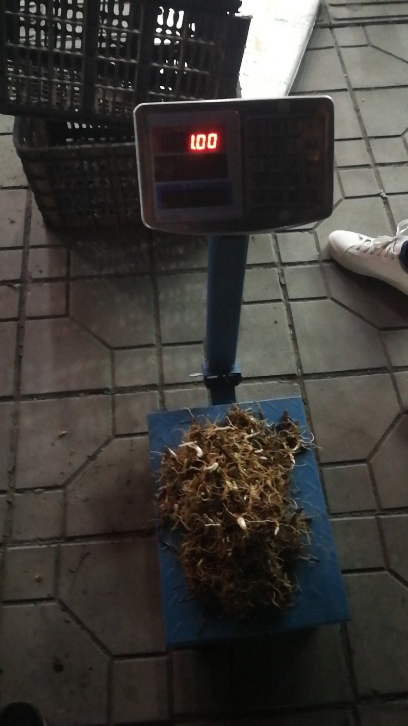多芽重楼块茎苗