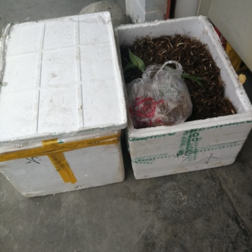 多芽重楼块茎苗