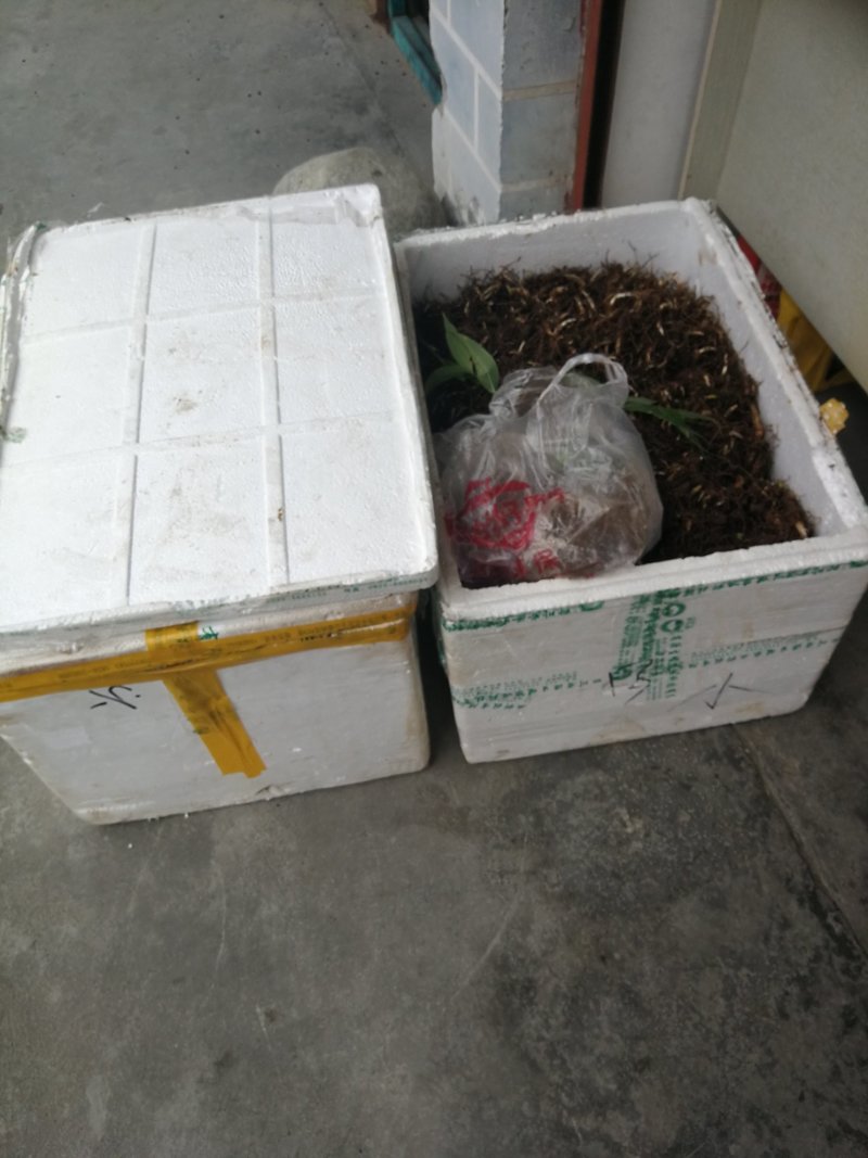 多芽重楼块茎苗