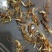 多芽重楼块茎苗