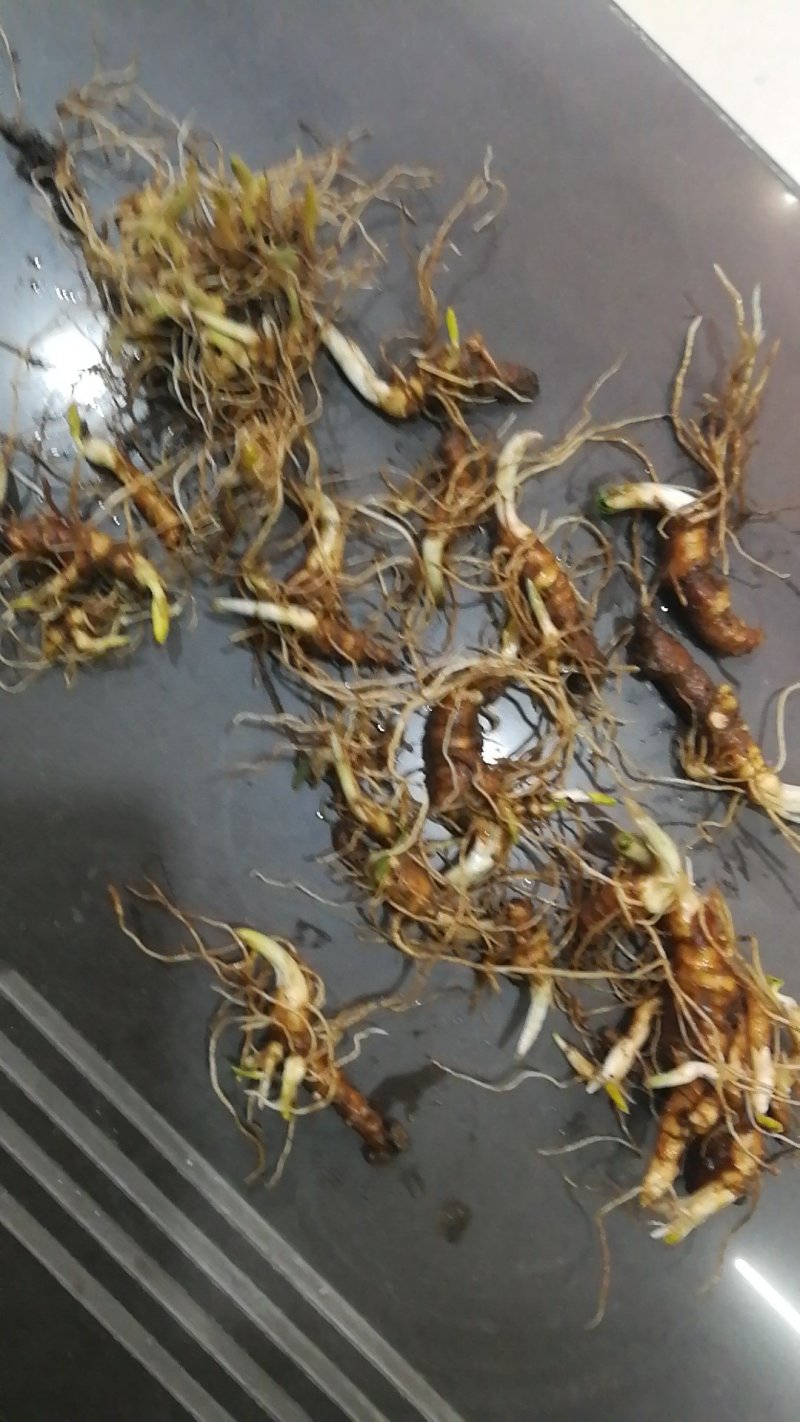 多芽重楼块茎苗