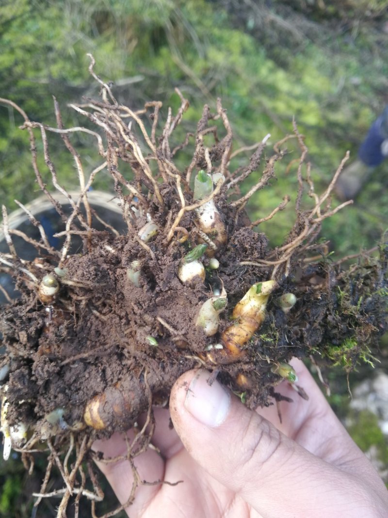 多芽重楼块茎苗