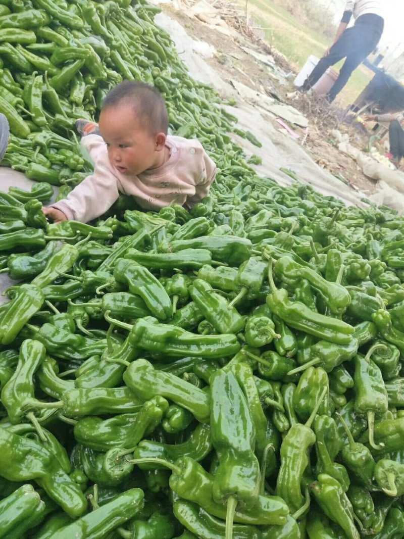 辣椒量大质量好三零一有要的抓紧联系加微信
