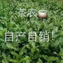 兰花浓香型正宗安溪铁观音