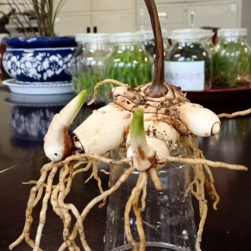 白芨
