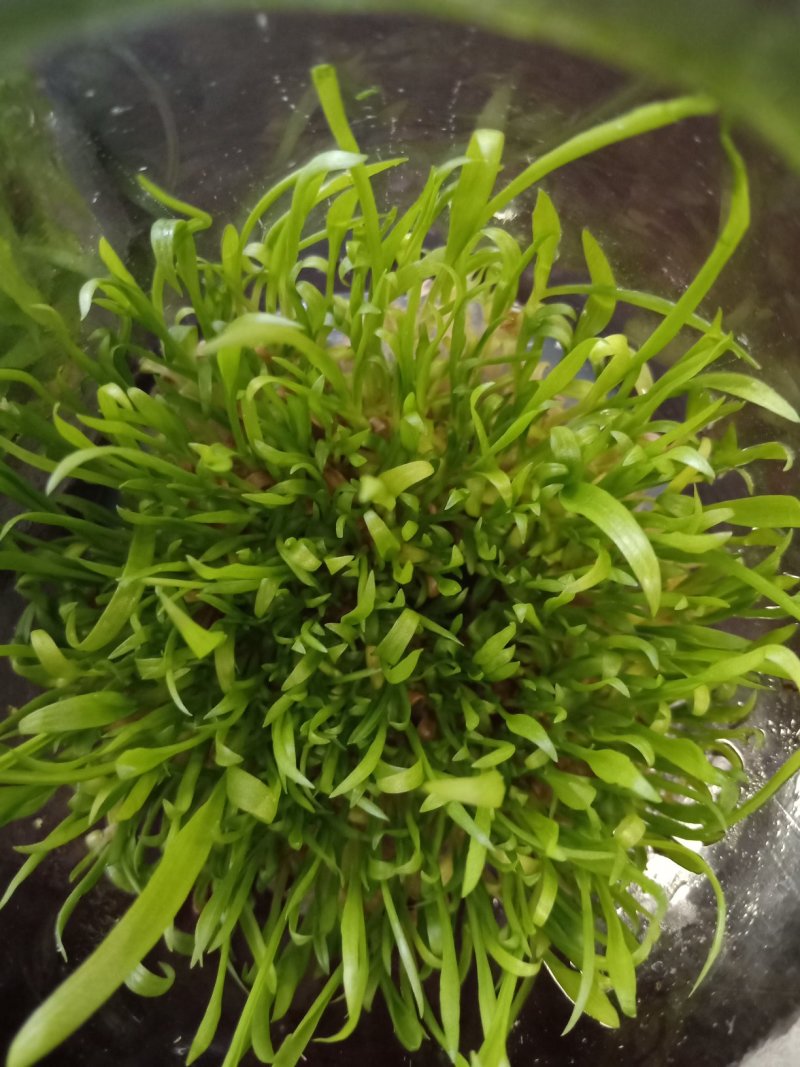 白芨