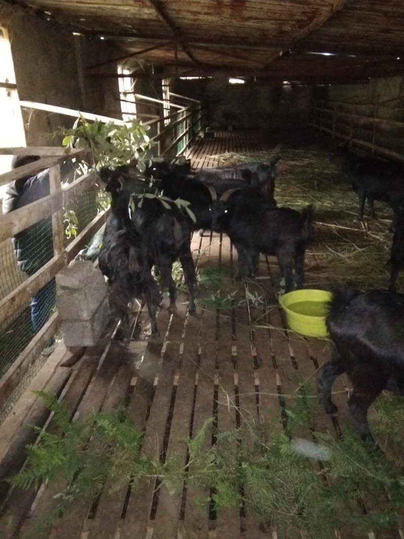 长期出售黑山羊肉公羊小考羊