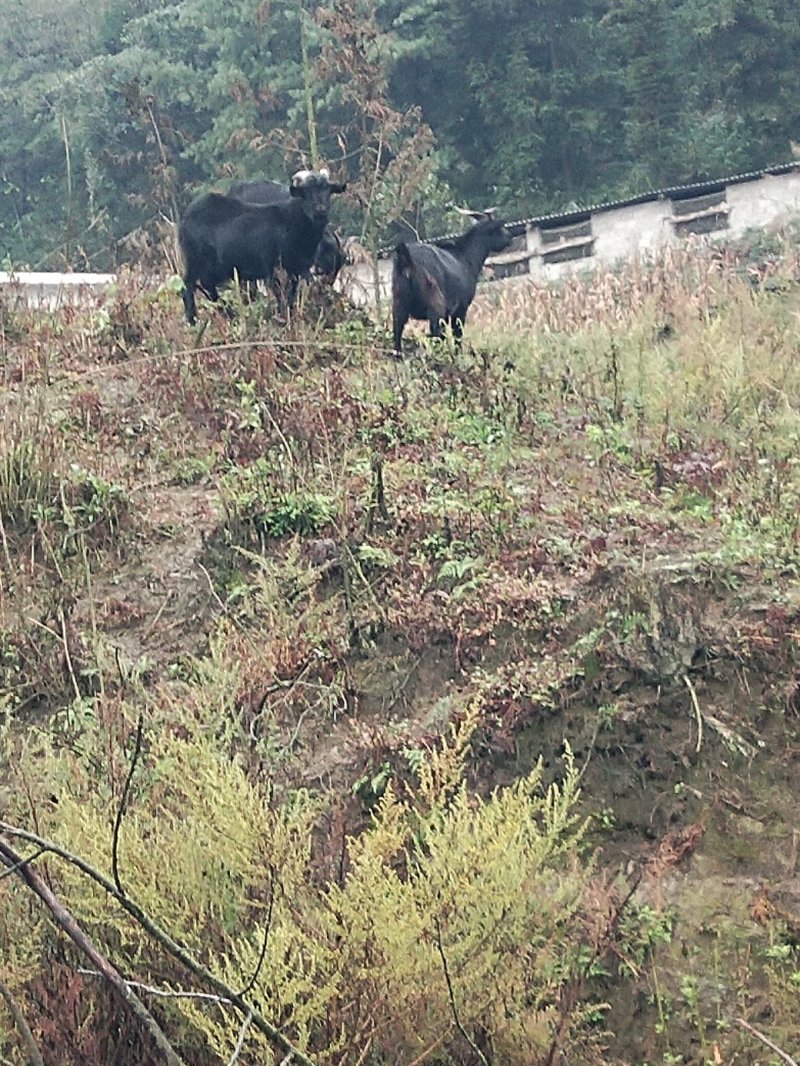 长期出售黑山羊肉公羊小考羊