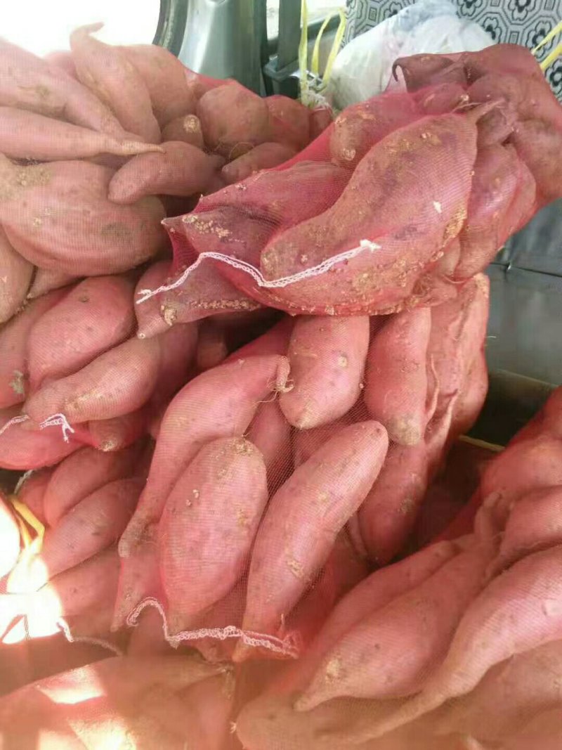 红薯大量批发中，现有红薯淀粉价格便宜
