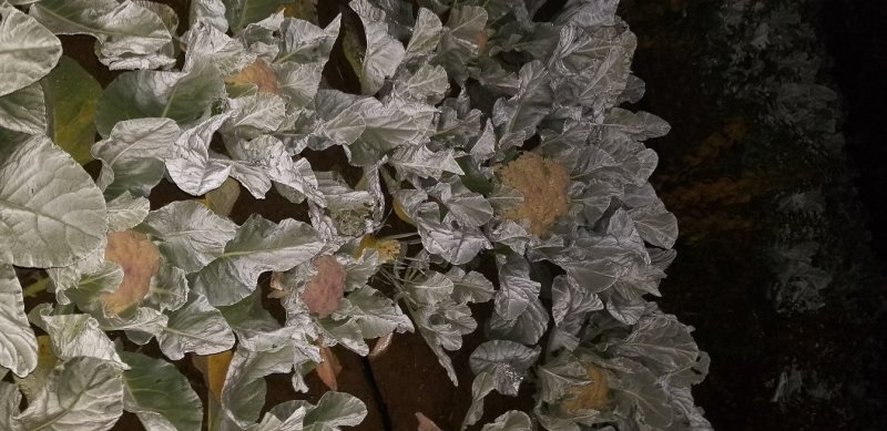 有机菜花