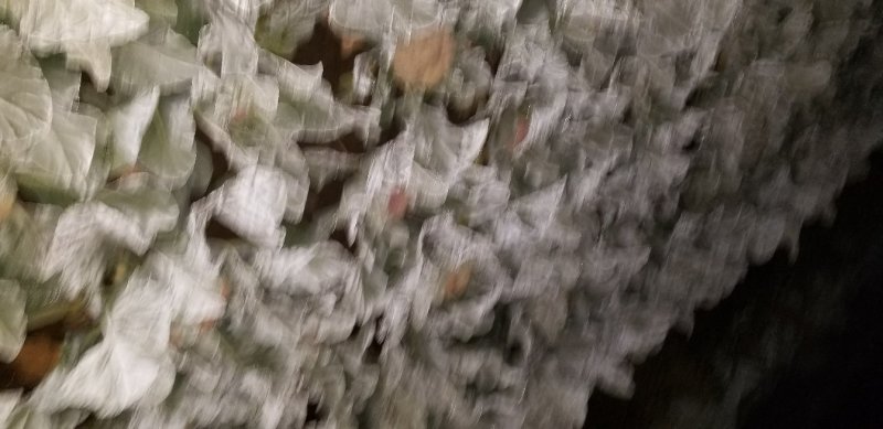 有机菜花