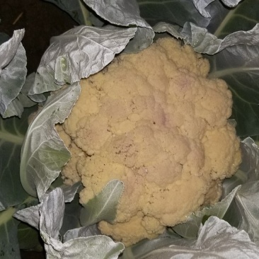 有机菜花