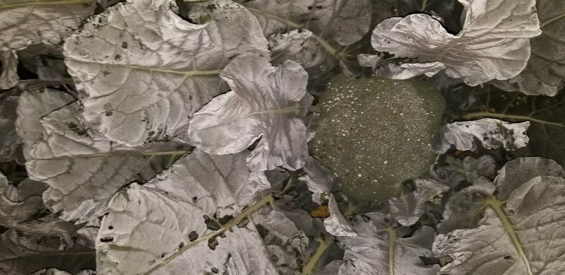 有机菜花