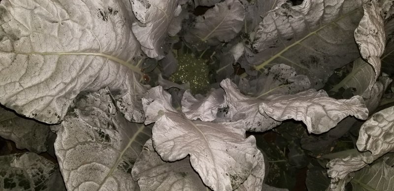有机菜花