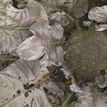 菜花