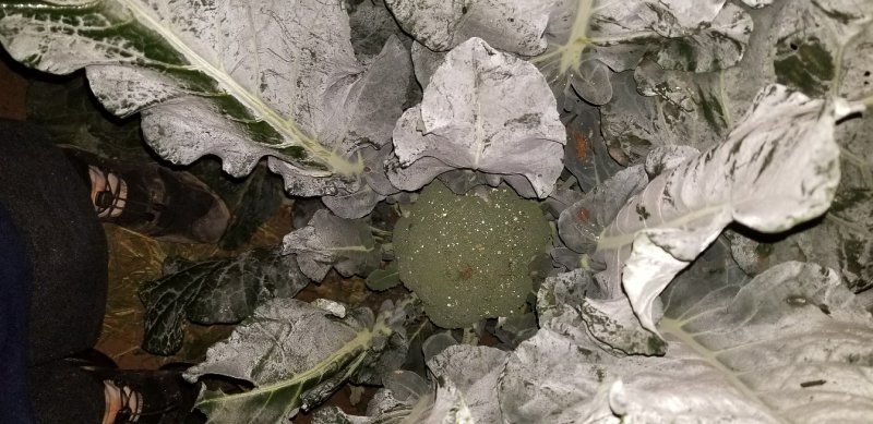 菜花