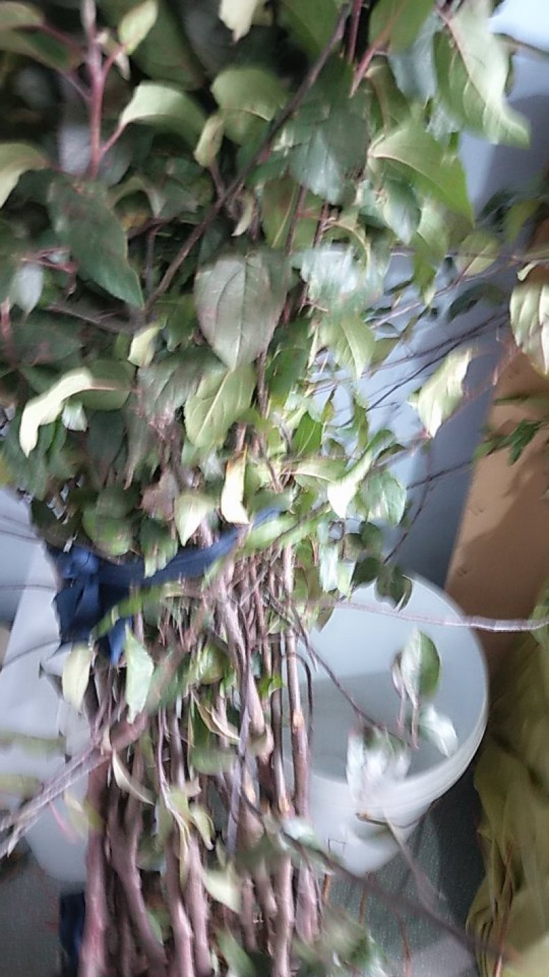 矮化苹果树苗，鲁丽，维纳斯黄金，烟富8号，基地批发。