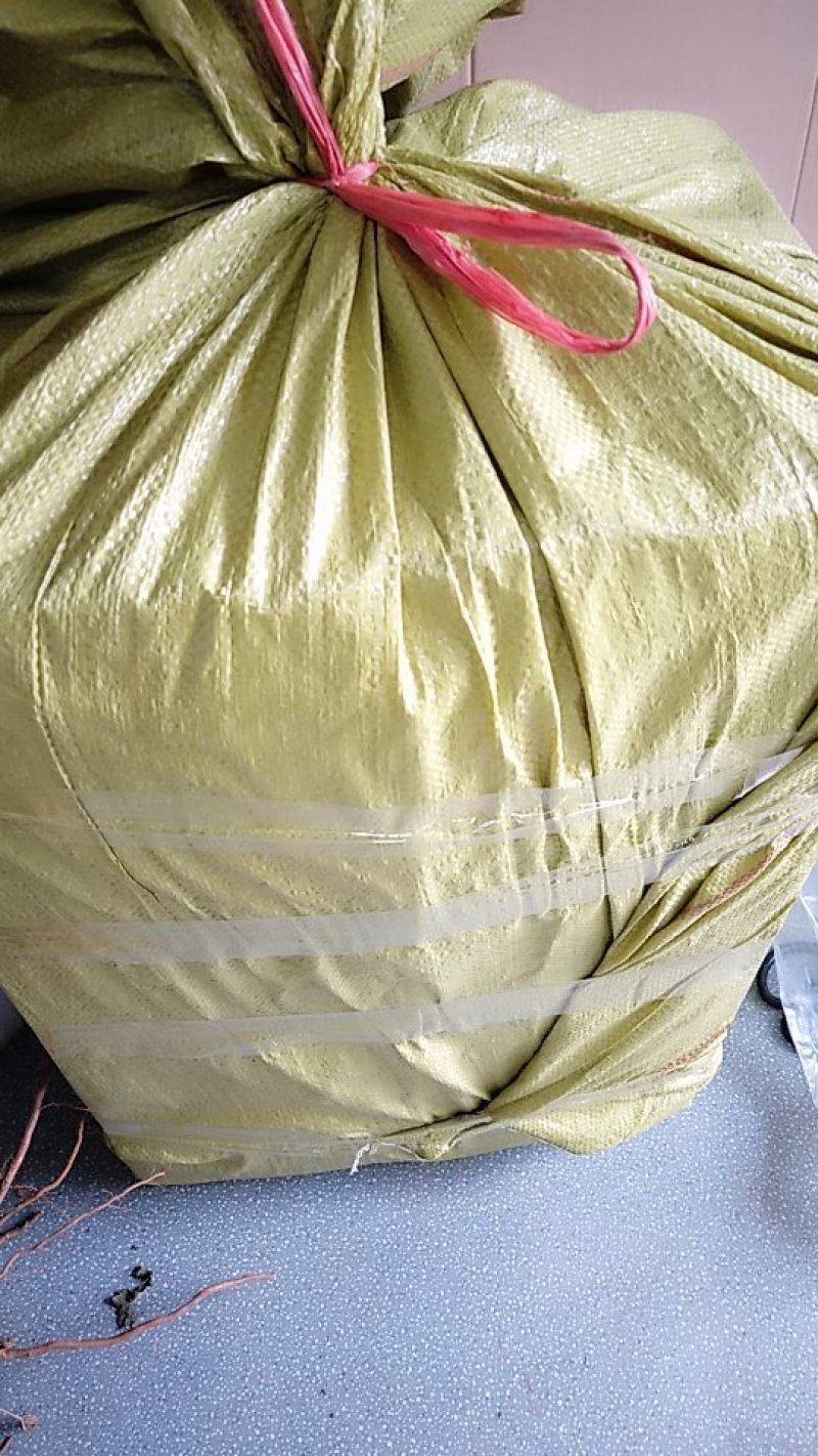 矮化苹果树苗，鲁丽，维纳斯黄金，烟富8号，基地批发。