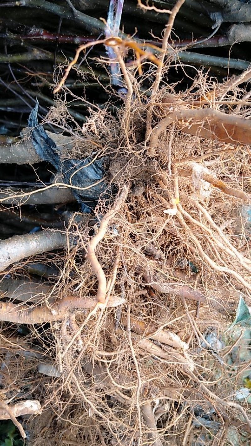 矮化苹果树苗，鲁丽，维纳斯黄金，烟富8号，基地批发。