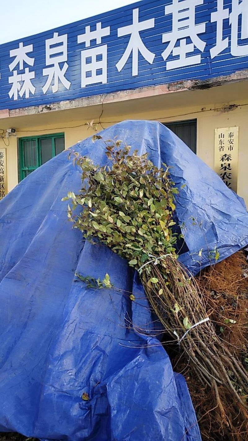 矮化苹果树苗，鲁丽，维纳斯黄金，烟富8号，基地批发。