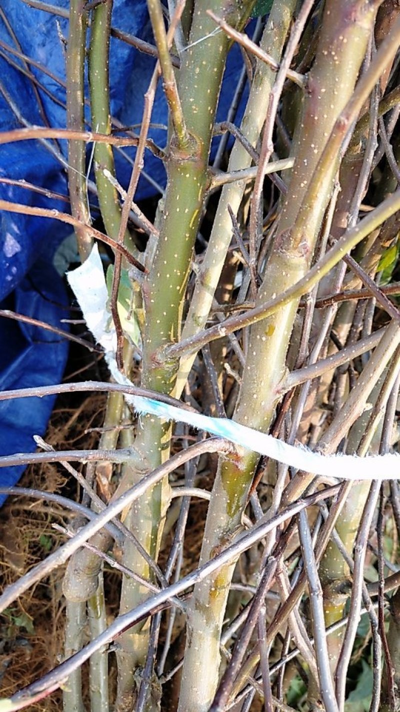 矮化苹果树苗，鲁丽，维纳斯黄金，烟富8号，基地批发。
