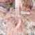 矮化苹果树苗，鲁丽，维纳斯黄金，烟富8号，基地批发。