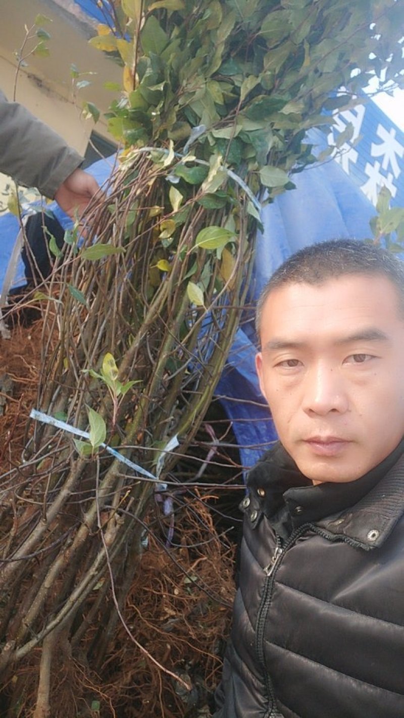 矮化苹果树苗，鲁丽，维纳斯黄金，烟富8号，基地批发。
