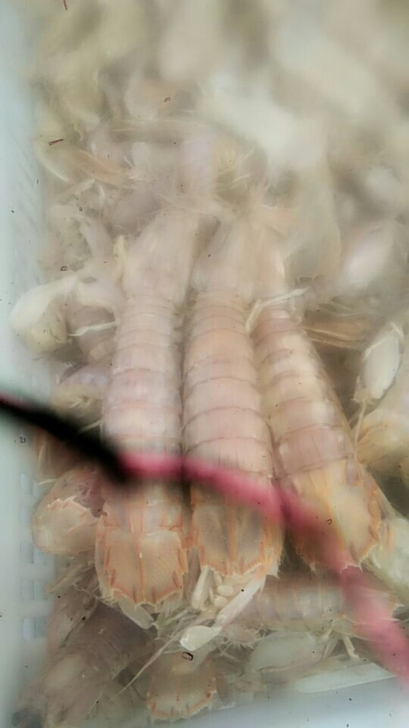 皮皮虾