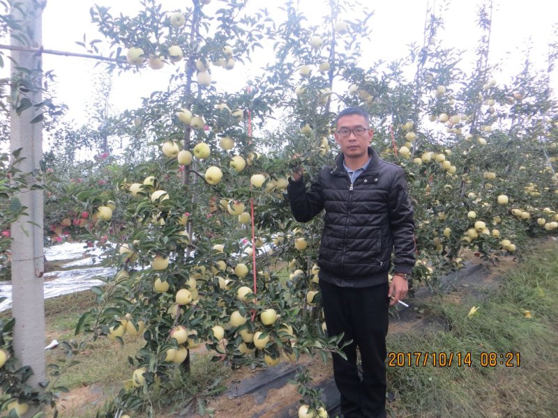 矮化苹果树苗，鲁丽，维纳斯黄金，烟富8号，基地批发。