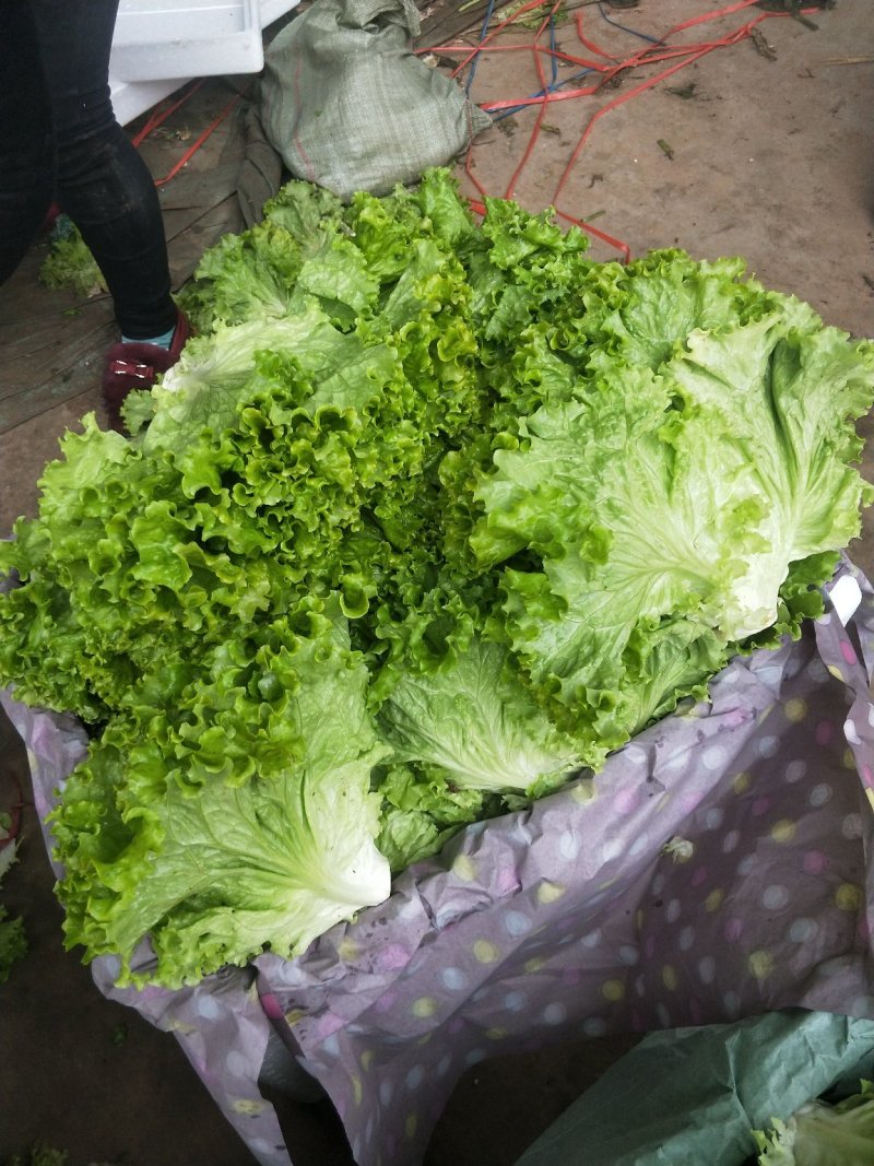 【精品】河北优质散叶生菜，意大利生菜，球生菜，品质优价低