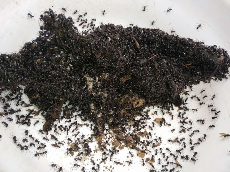 野生多刺干蚂蚁50斤起批