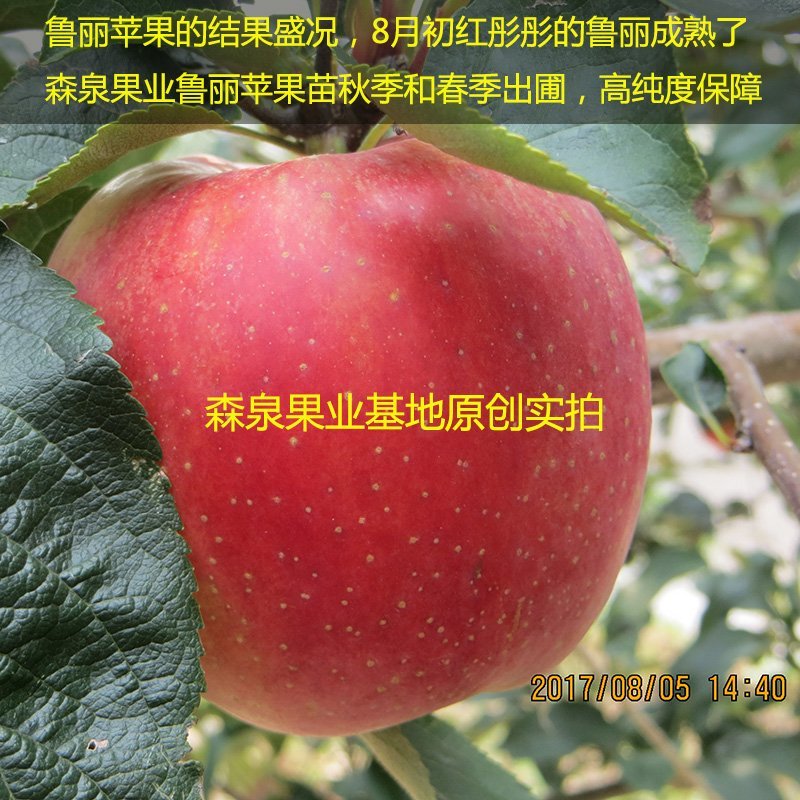 矮化苹果树苗，鲁丽，维纳斯黄金，烟富8号，基地批发。