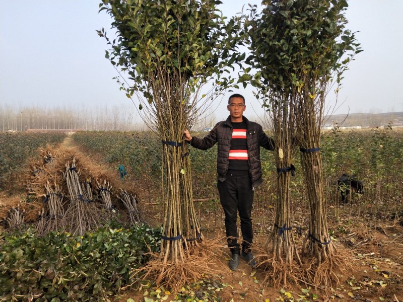矮化苹果树苗，鲁丽，维纳斯黄金，烟富8号，基地批发。
