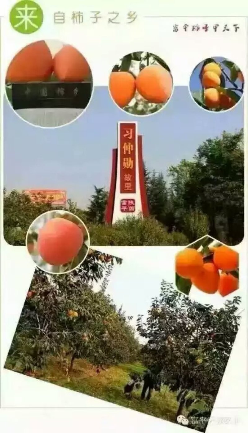 柿饼