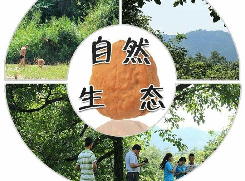 核桃