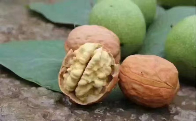 核桃