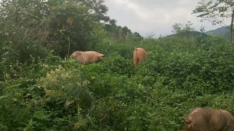 家庭农场