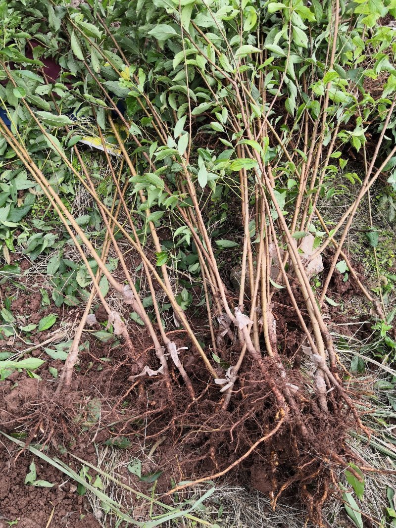 凤凰李五月脆苗清脆李子苗黑宝石黑布林李树苗基地直供