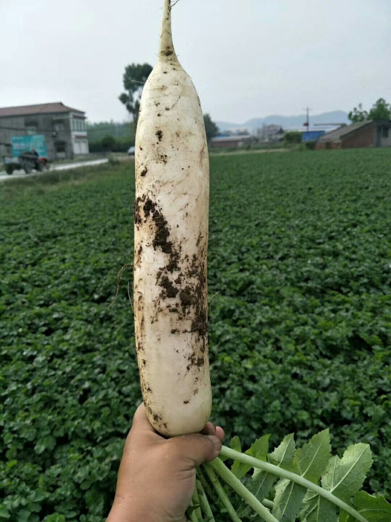 白萝卜，