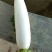 白萝卜，